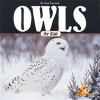 Owls_for_kids
