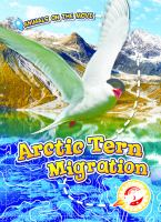 Arctic_tern_migration