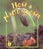 How_a_plant_grows